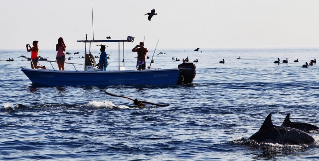Paseos de avistamiento